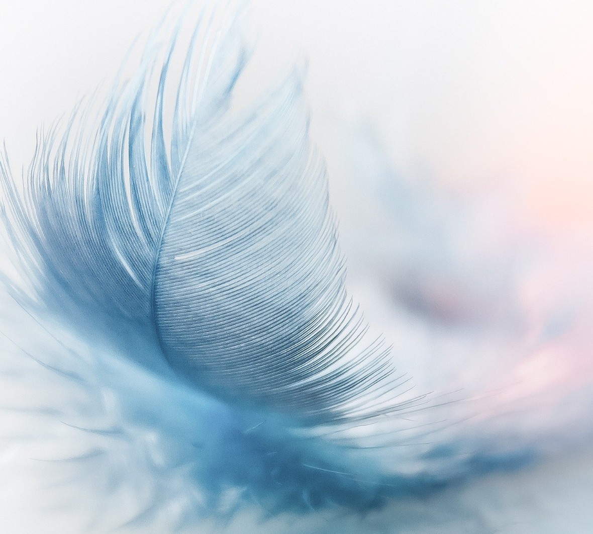feather-3010848_1920-Pixabay