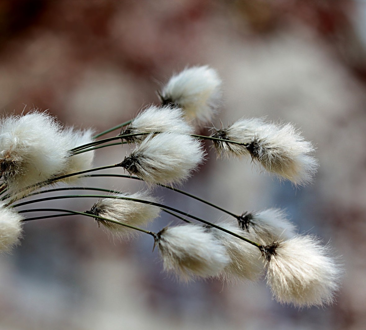 grass © Oldiefan   pixabay
